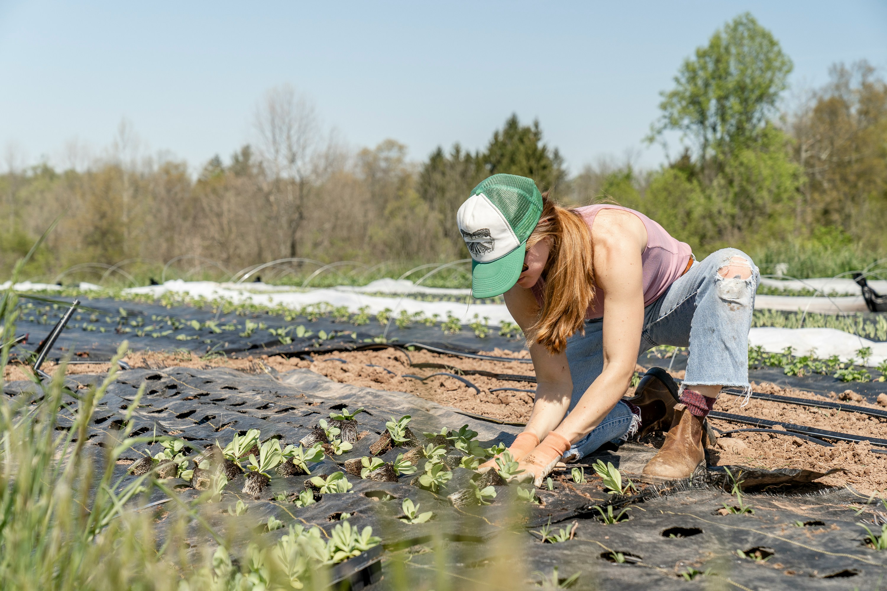 Agriculteurs récoltant des légumes